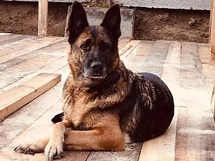 Пожилым собакам из нижегородских колоний за неделю нашли новых хозяе Пожилым собакам из нижегородских колоний за неделю нашли новых хозяе